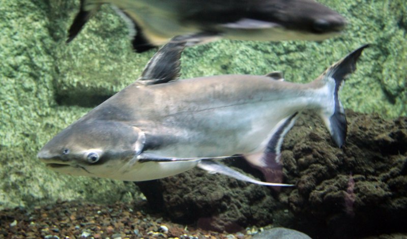 Pangasius hypophthalmus
