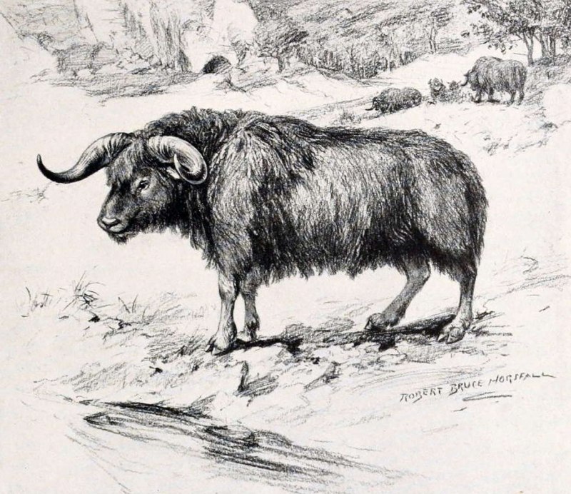 Зоргелия (Soergelia)