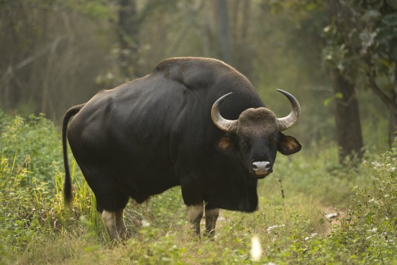 Техасский длиннорогий бык Cow