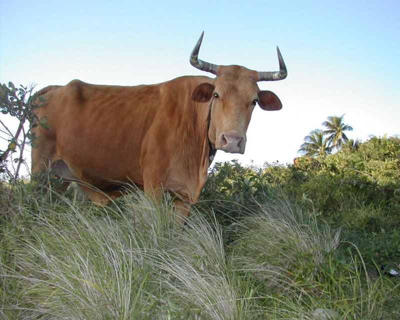 ЗУБР Bison bonasus