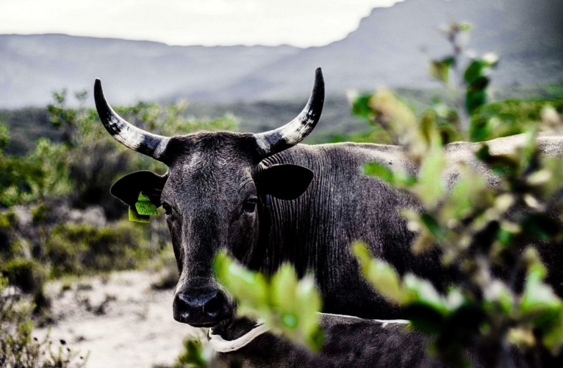 Ватусси / Ankole-Watusi Cow