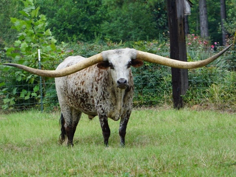 Кустарниковый бык (64 фото)