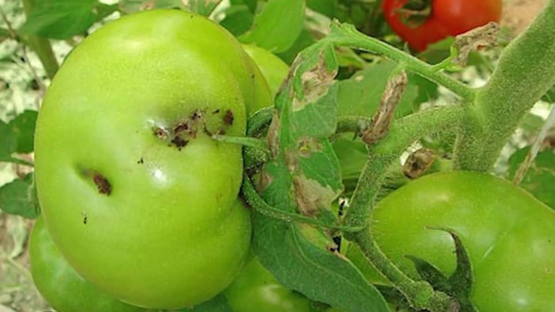 Картофельная минирующая моль