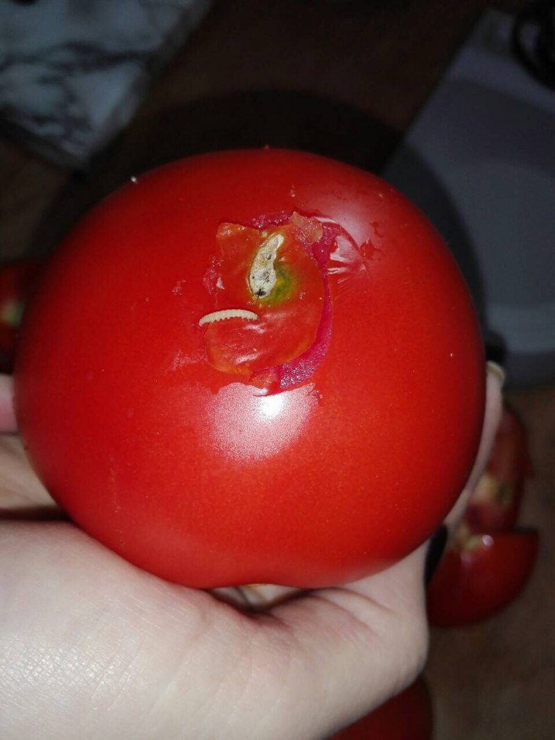 Каштановая минирующая моль