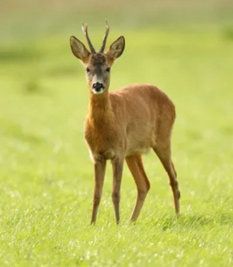 Косуля- capreolus capreolus l.
