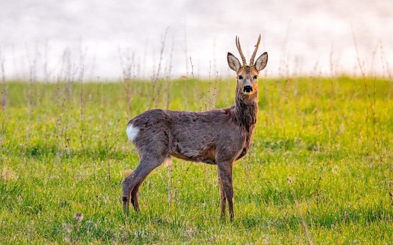 Европейская косуля (capreolus capreolus)