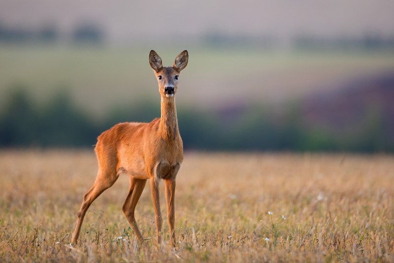 Сибирская косуля capreolus pygargus