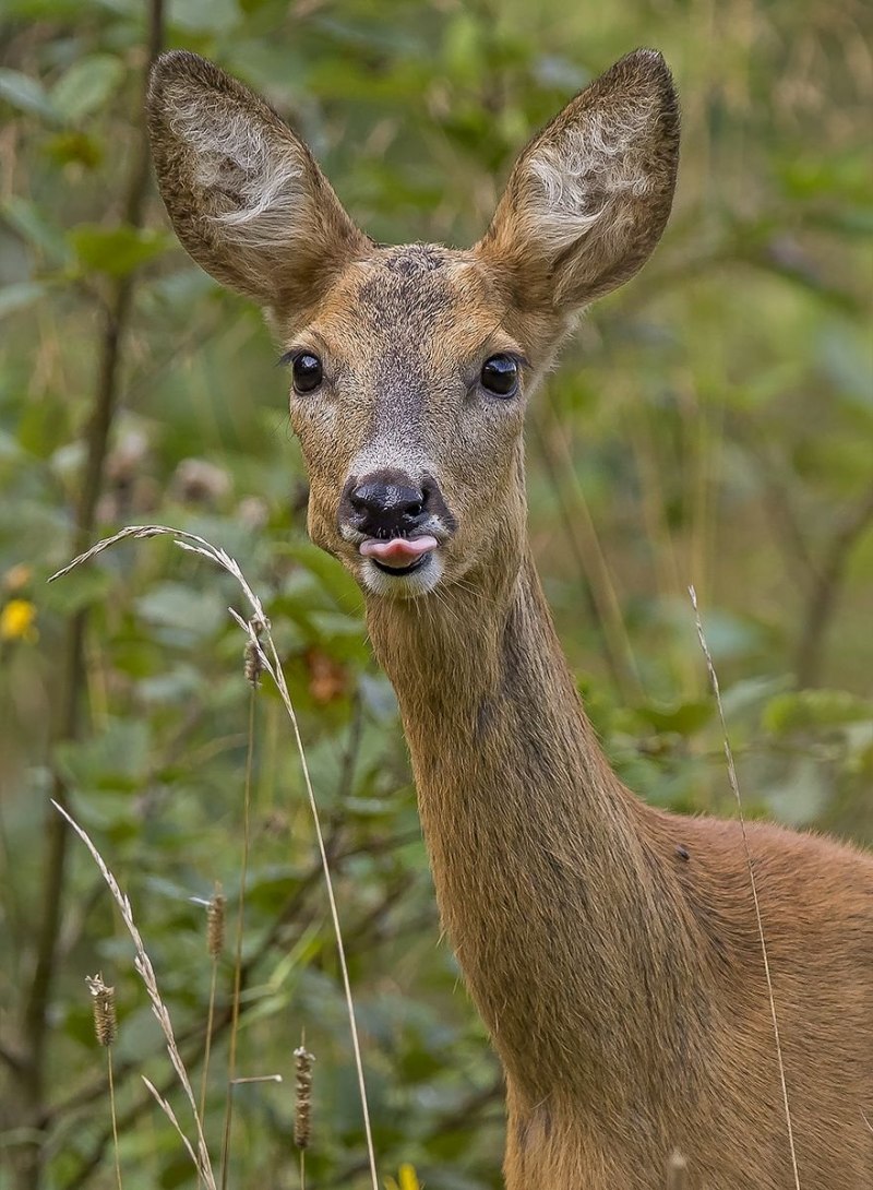 Европейская косуля (capreolus capreolus)