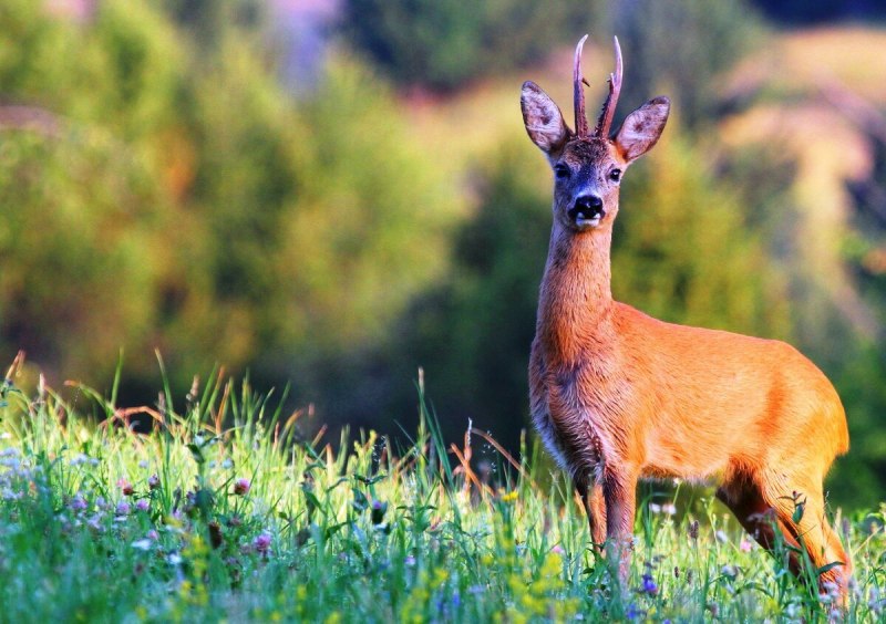 Косуля Сибирская (capreolus pygargus Pall.)