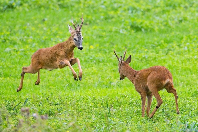 Европейская косуля (capreolus capreolus)