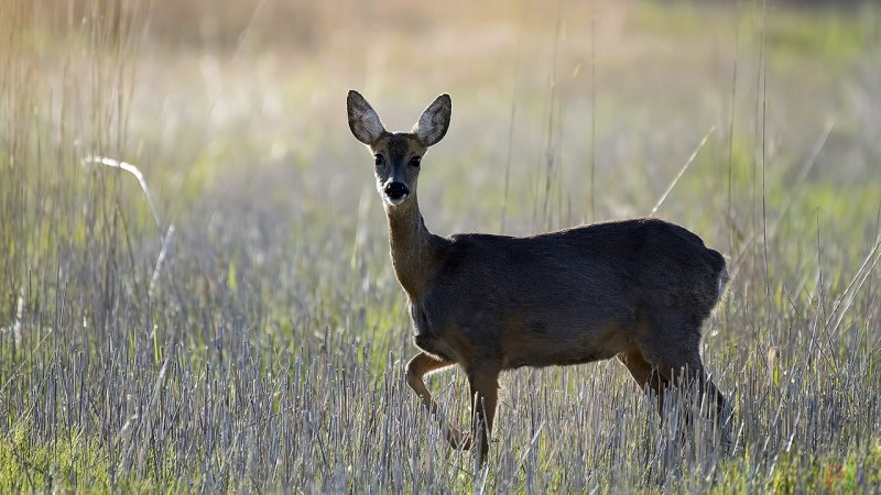 Европейская косуля (capreolus capreolus)