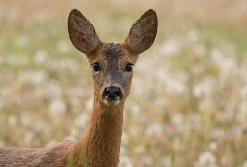 Европейская косуля (capreolus capreolus)