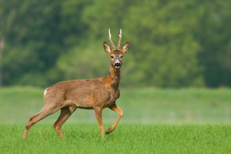 Европейская косуля (capreolus capreolus)