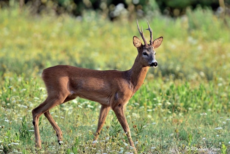 Сибирская косуля capreolus pygargus