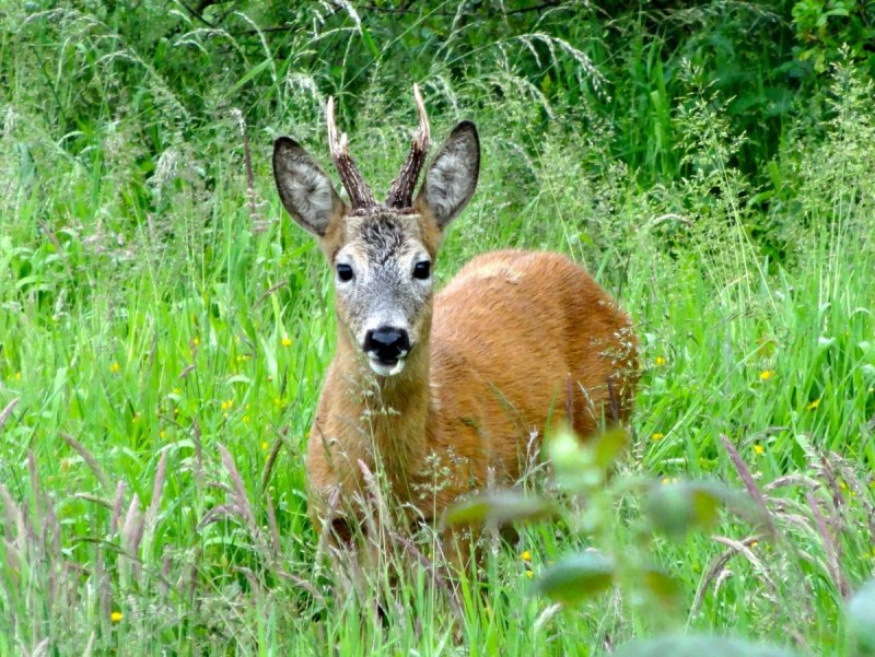 Европейская косуля (capreolus capreolus)