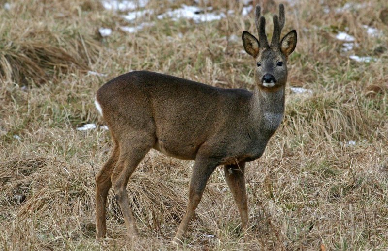 Сибирская косуля capreolus pygargus