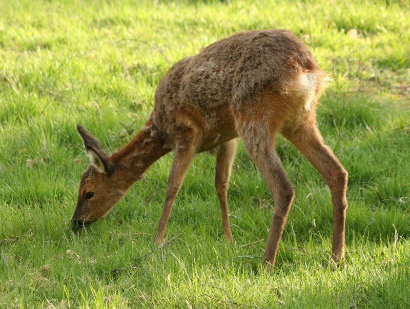 Косуля Сибирская самка