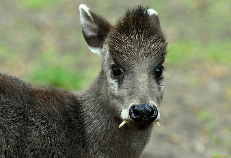 Сахалинская кабарга Moschus moschiferus sachalinensis