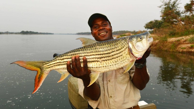 Goliath Tigerfish