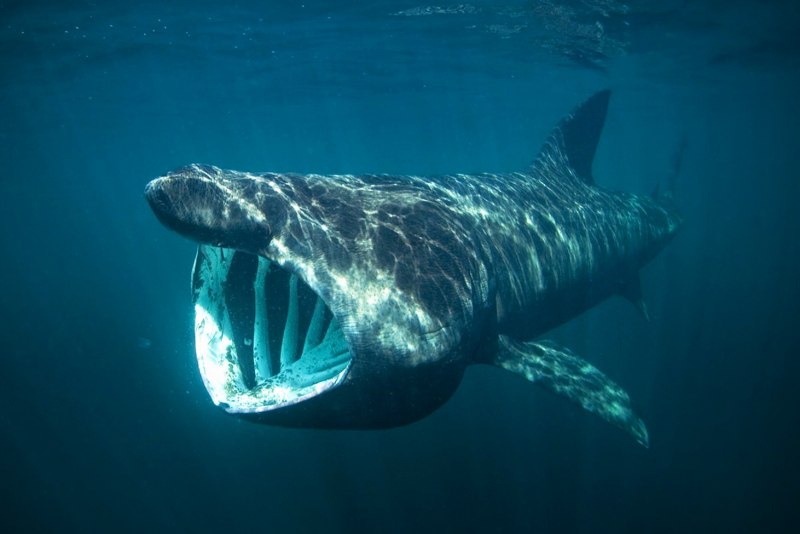 Большая акула Cetorhinus Maximus
