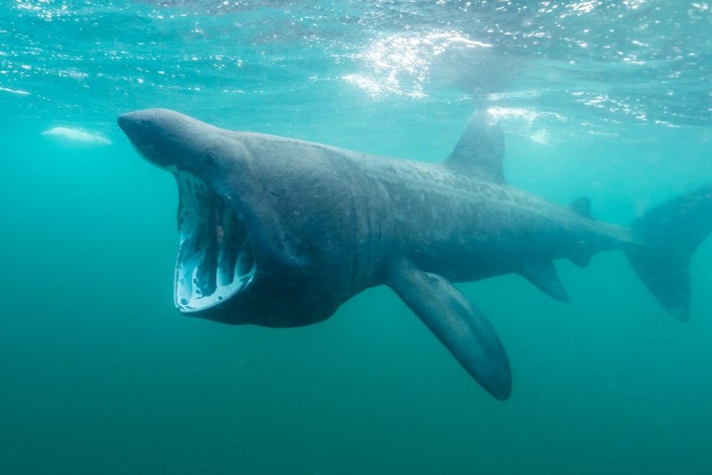 Гигантская акула (basking Shark)