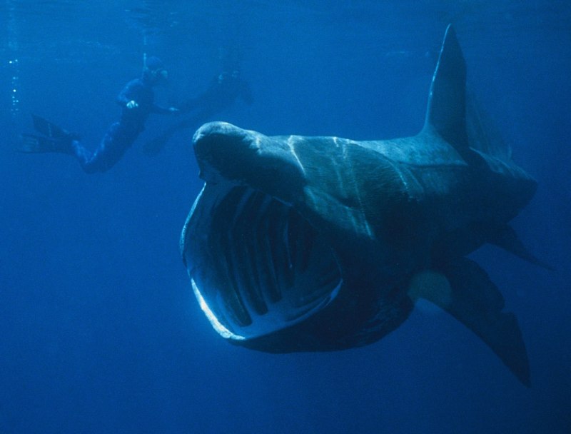 Гигантская акула Cetorhinus Maximus