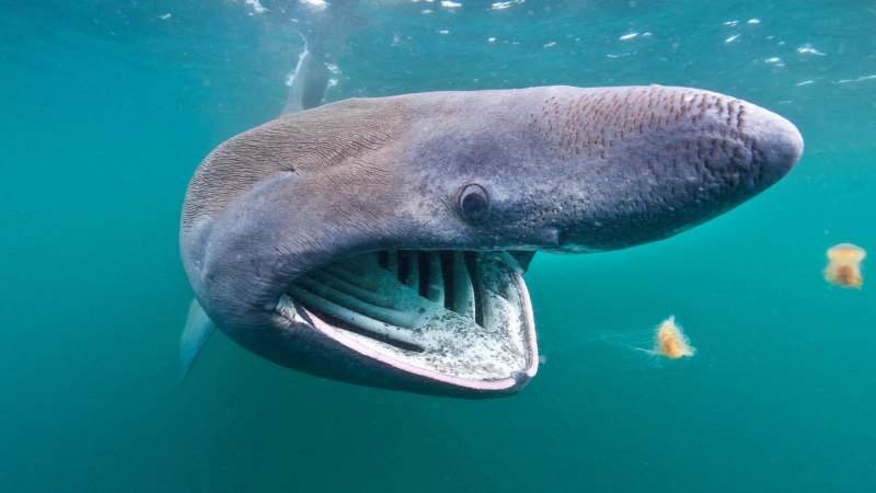 Гигантская акула Cetorhinus Maximus