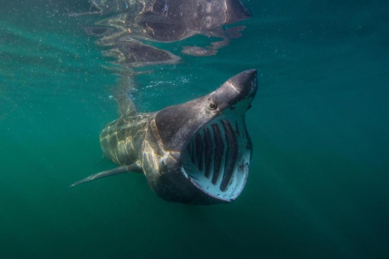 Cetorhinus Maximus
