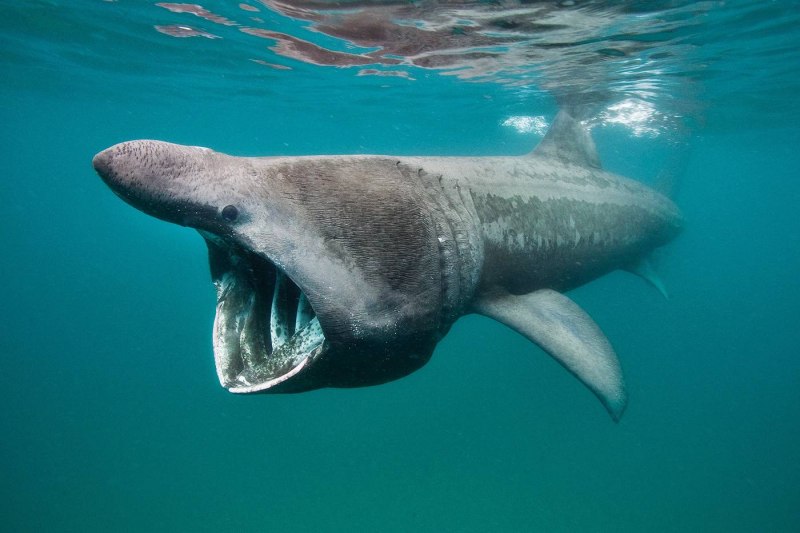 Гигантская акула (basking Shark)