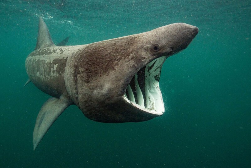 Большая акула Cetorhinus Maximus