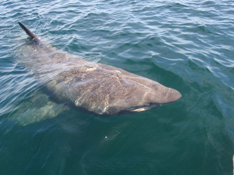 Carcharodon carcharias