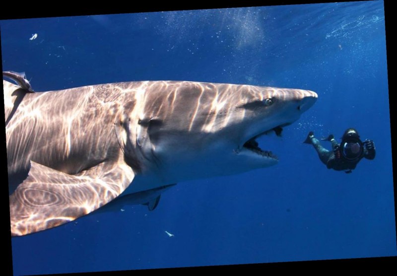 Гигантская акула (basking Shark)
