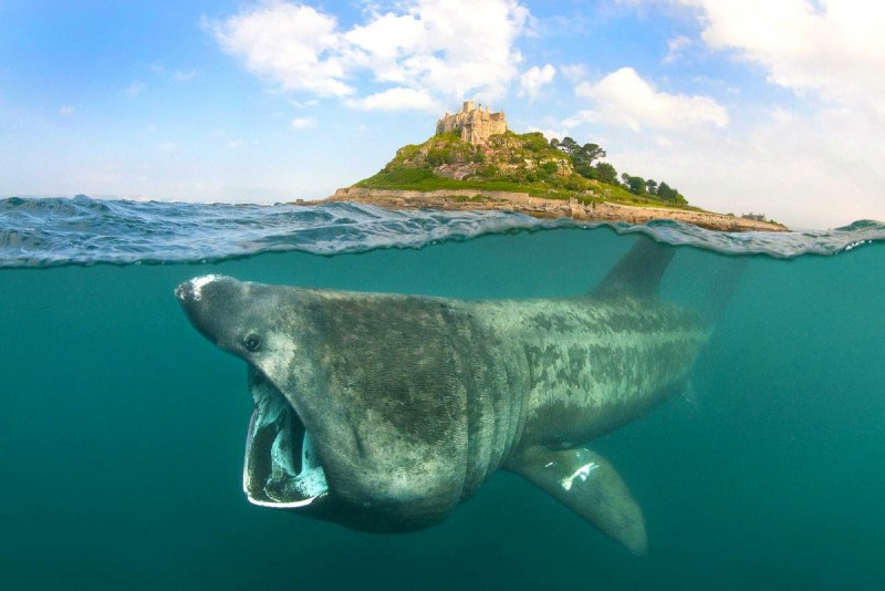 Гигантская акула (basking Shark)