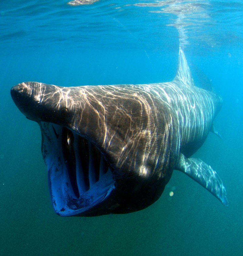 Большая акула Cetorhinus Maximus