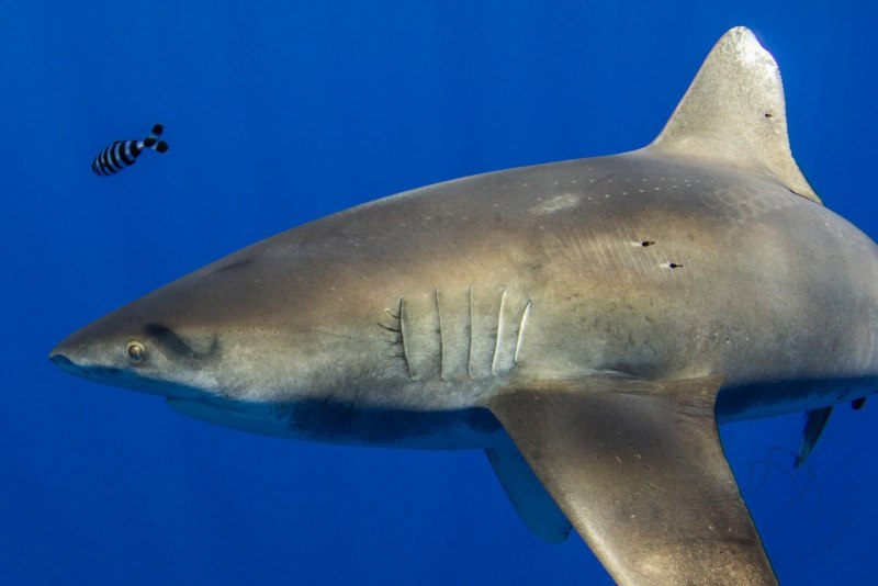Гигантская акула Cetorhinus Maximus