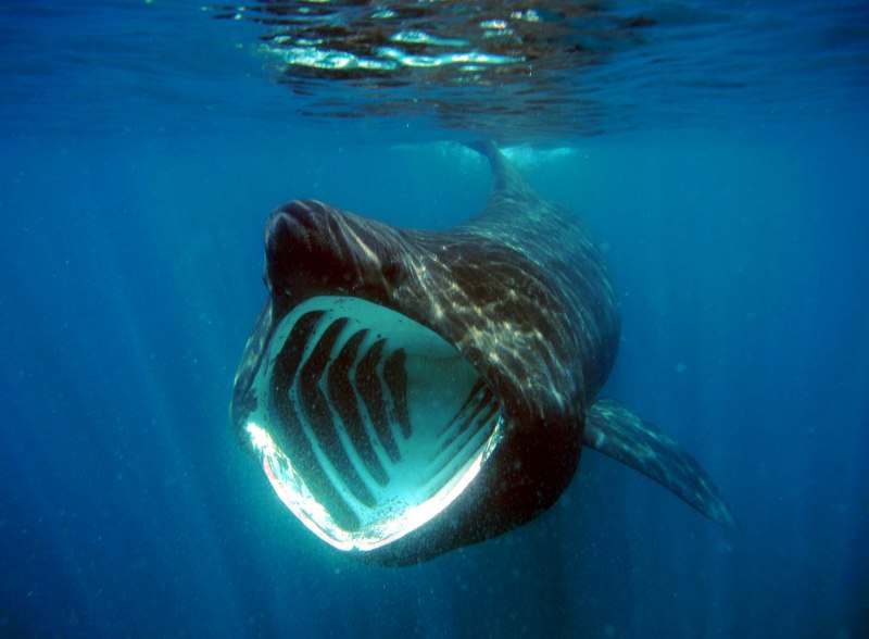Гигантская акула (basking Shark)