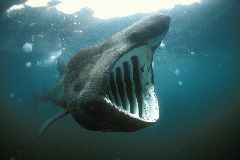 Гигантская акула Cetorhinus Maximus