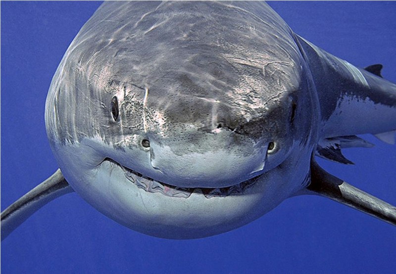 Cetorhinus Maximus