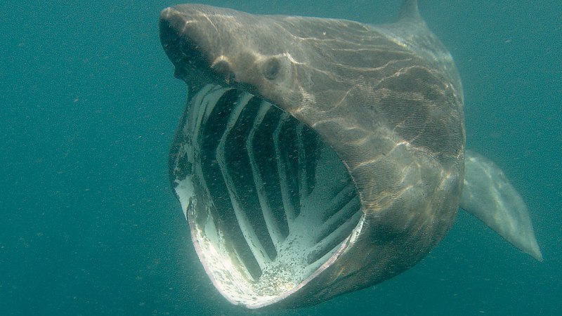 Оушен Рамси (Ocean Ramsey)