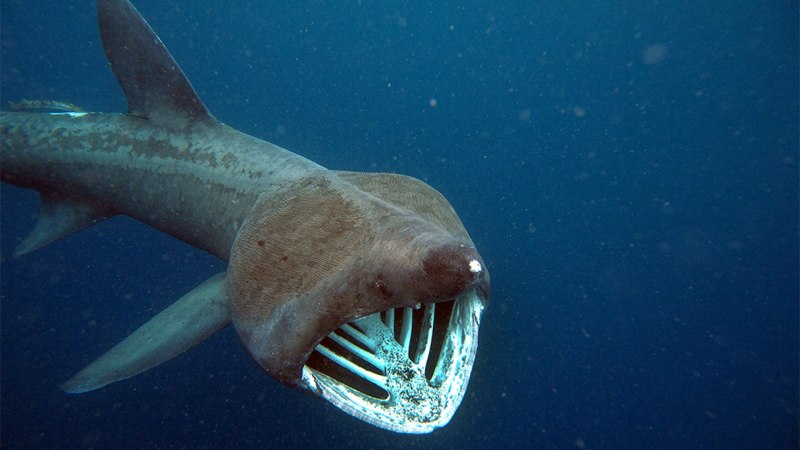 Гигантская акула Cetorhinus Maximus