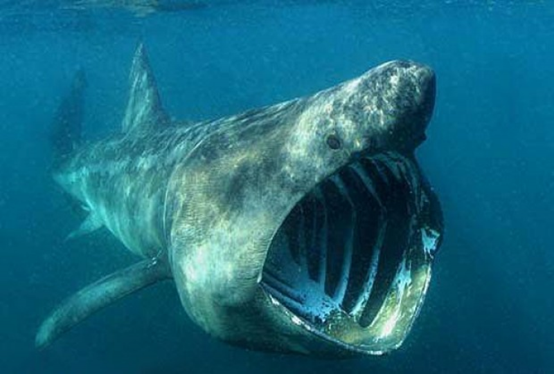 Гигантская акула, слоновая, (Cetorhinus Maximus)