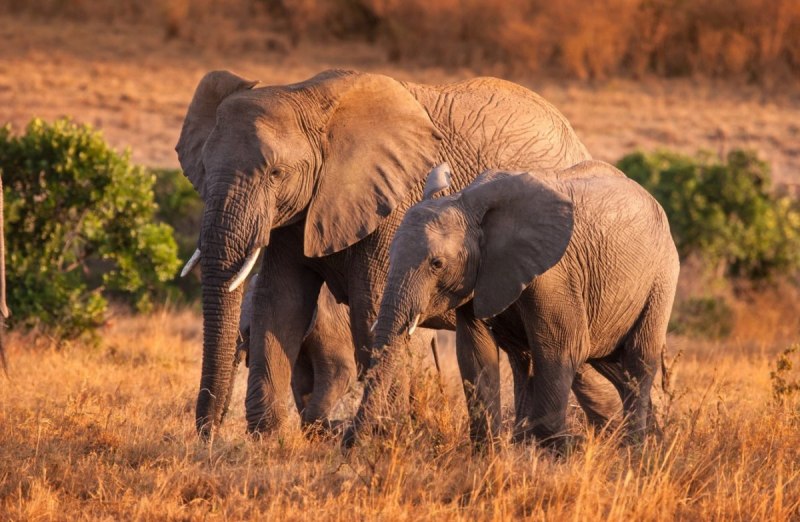South Luangwa National Park