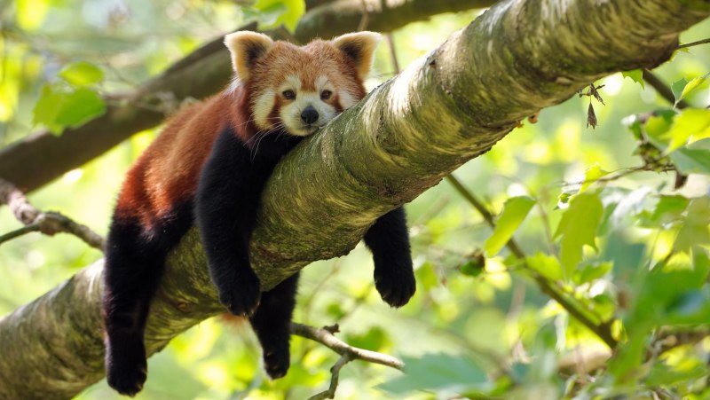 Малая Панда (Ailurus Fulgens