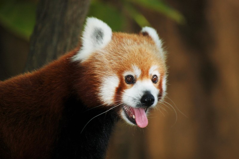 Красная японская панда (51 фото)