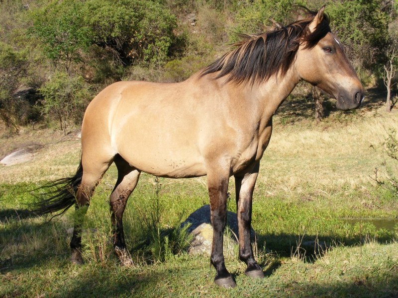 Equus caballus