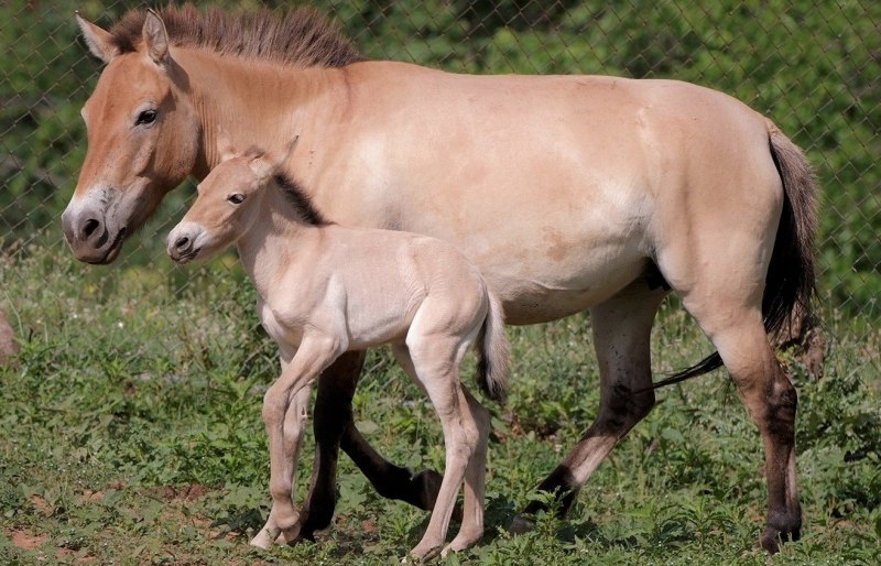 Equus Ferus