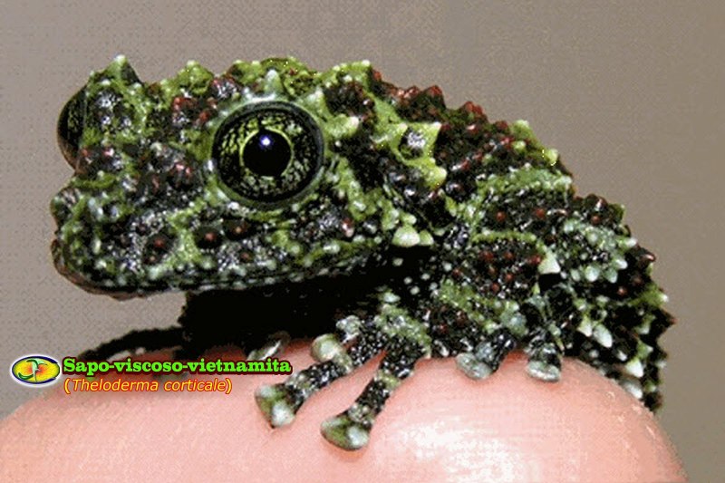 Rhacophorus baluensis