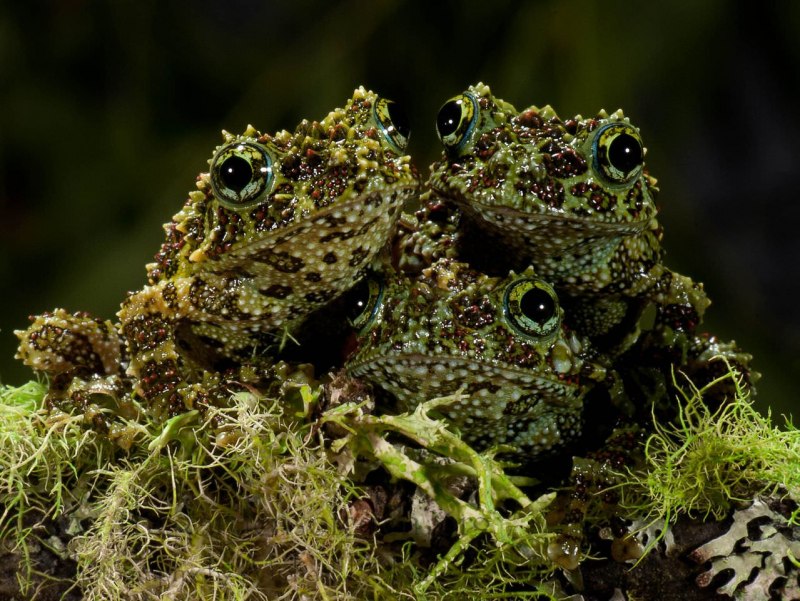 Theloderma corticale мшистая лягушка