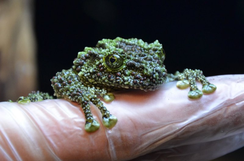 Лишаистый веслоног (Theloderma corticale)
