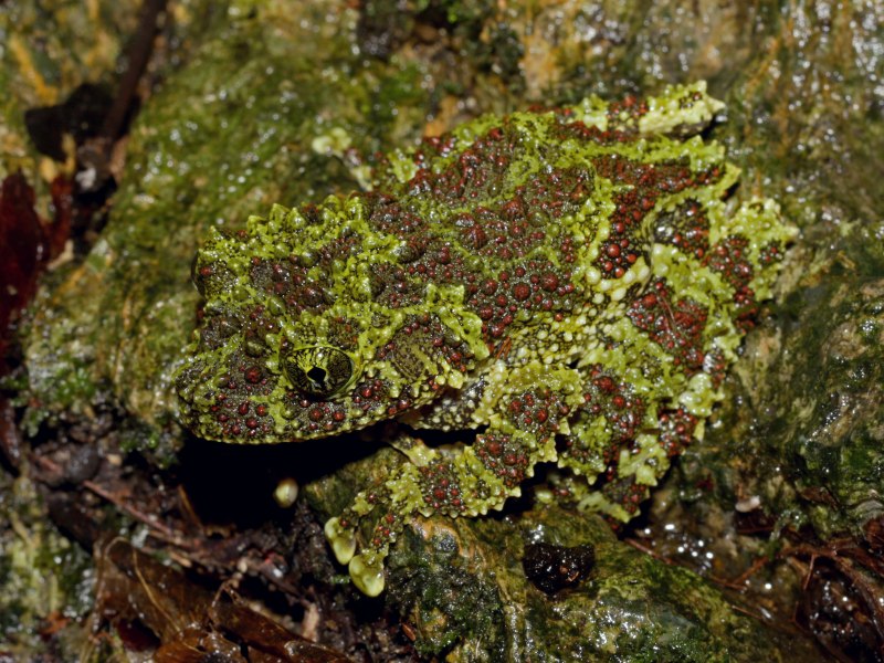 Theloderma corticale мшистая лягушка